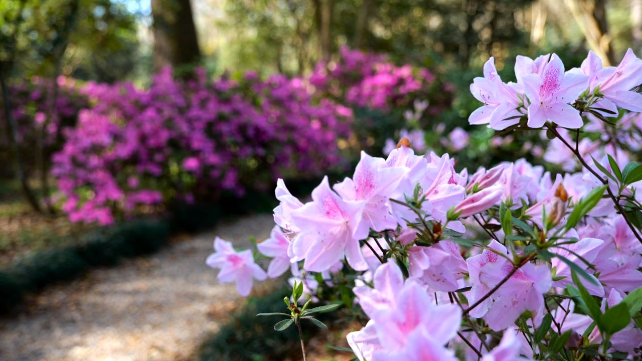 Get It Growing: Southern Indica azalea is spring Super Plant